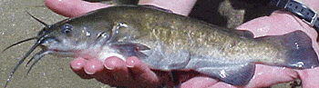 brown bullhead1