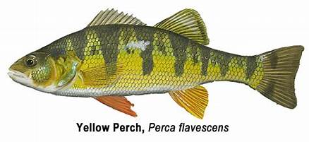 Baitfish may be taken by licensed anglers 2