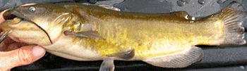 yellow bullhead