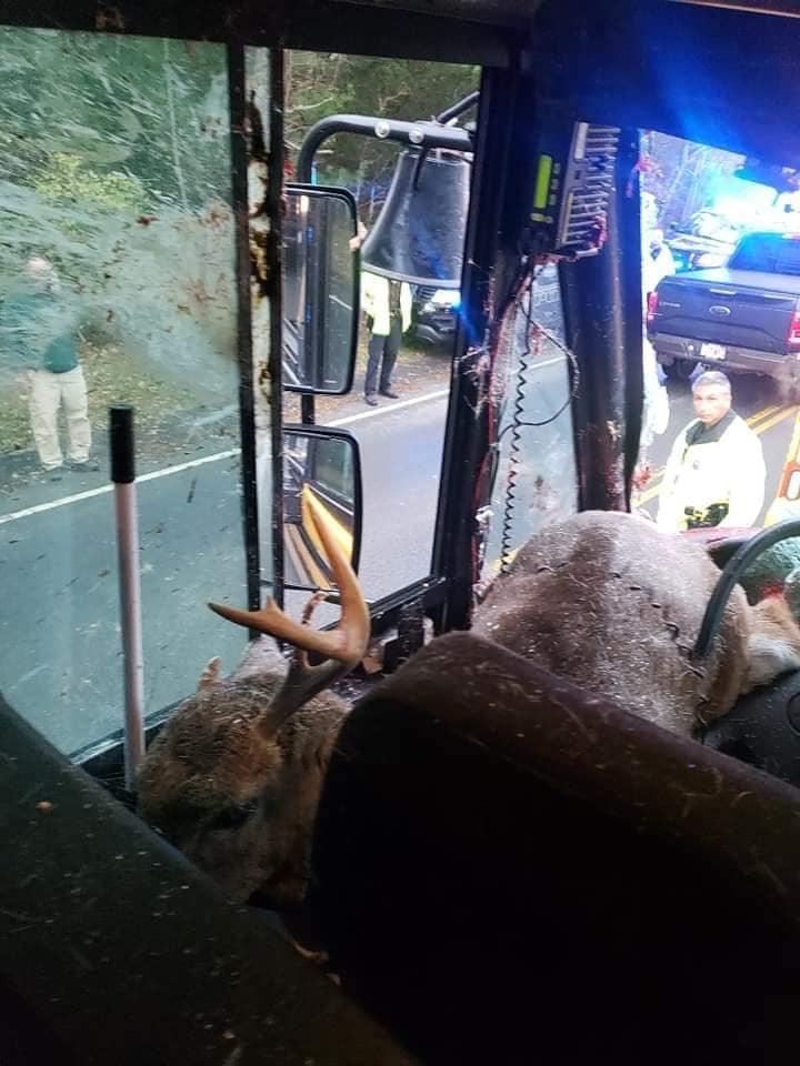 deer crashed through the windshield of a school bus Tuesday morning in Dartmouth 2