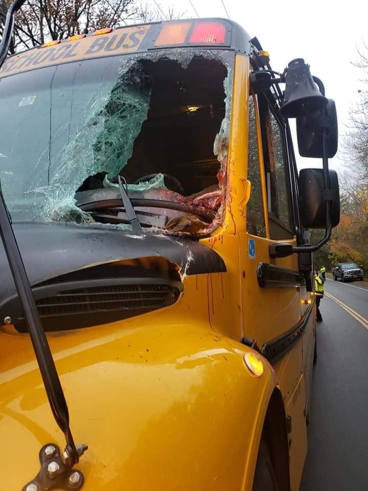 deer crashed through the windshield of a school bus Tuesday morning in Dartmouth 1 75366339 2509018882701295 4521542604868812800 n