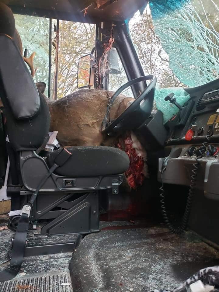 deer crashed through the windshield of a school bus Tuesday morning in Dartmouth 1