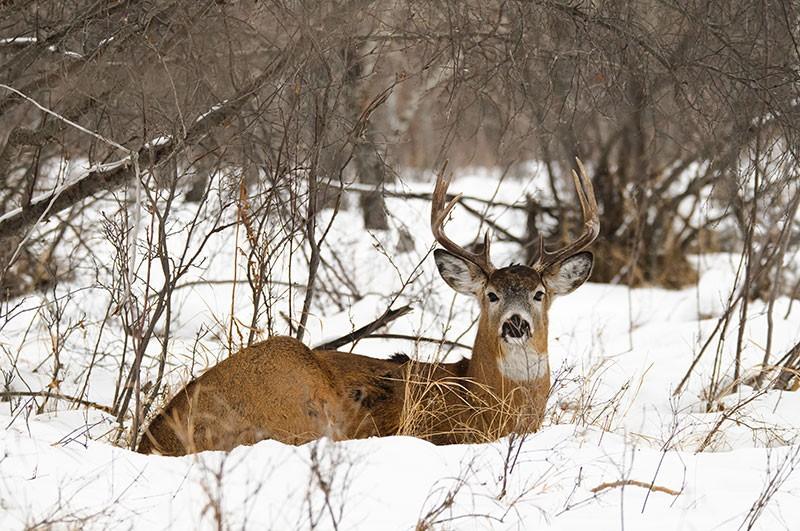 Massachusetts 2023 deer harvest summary 2023 deer harvest summary