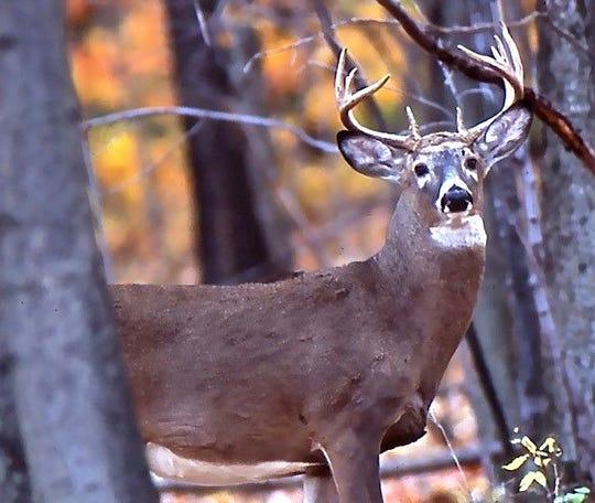 9 Tips for Spot-and-Stalk whitetail 1 458f0f51 5006 49ec 955c eeeecab51158 buck