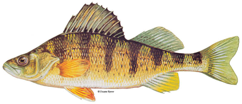 Best bets in Massachusetts for trophy perch 1 Yellow perch DuaneRavenArt e1583774881491