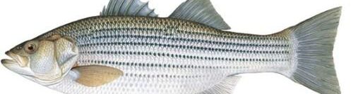 Massachusetts is likely to see striped bass movement 1 StripedBass