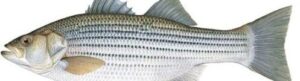 StripedBass