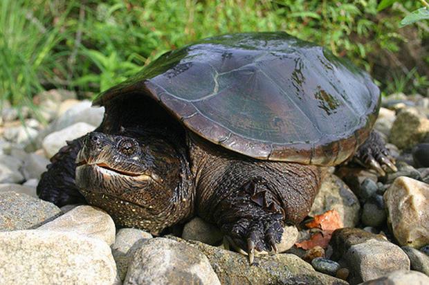 REPTILES AND AMPHIBIANS Bait 1