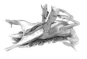 image of field dressing a deer carcass DEER FIELD DRESSING TIPS 2