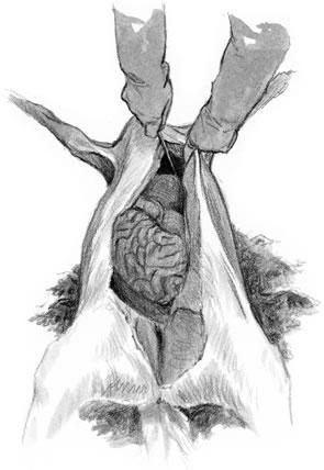 image of field dressing a deer carcass DEER FIELD DRESSING TIPS 3