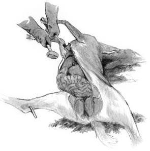 image of field dressing a deer carcass DEER FIELD DRESSING TIPS 4
