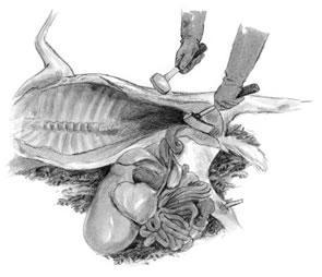 image of field dressing a deer carcass DEER FIELD DRESSING TIPS 7
