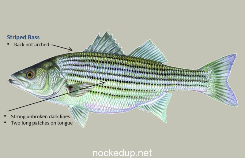 BIG Stripers on Live Mackerel! Rigging tips for BIG STRIPED BASS! Massachusetts Striper Fishing. 1 striper