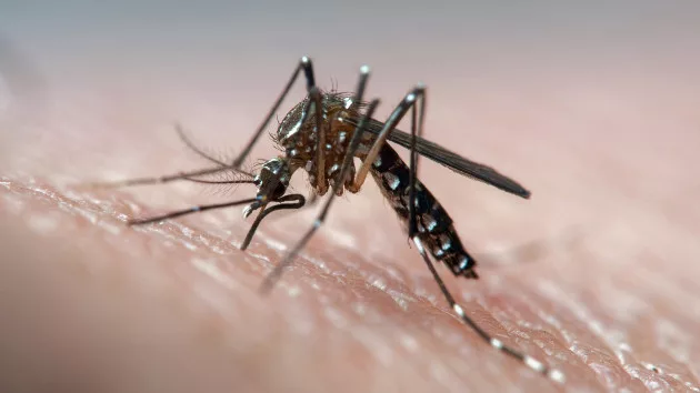 10 Massachusetts communities at high risk of mosquito-spread virus 'Triple E' 1