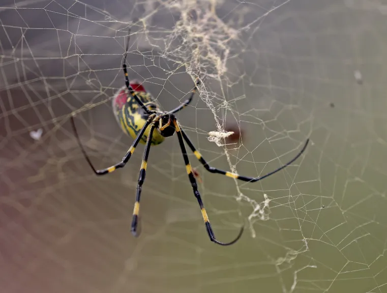 They’re here! Palm-sized spider spotted in Massachusetts 1 They’re here! Palm-sized spider spotted in Massachusetts 1