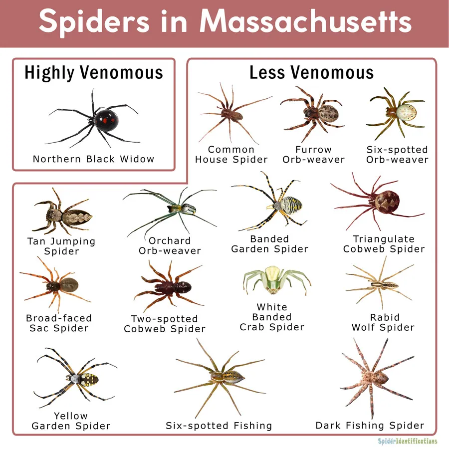 Spiders-in-Massachusetts-Identification-Chart 1 Spiders-in-Massachusetts-Identification-Chart 1