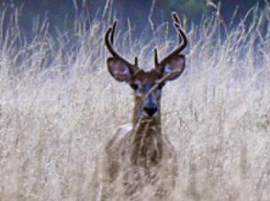 2024 deer harvest preliminary summary 1 Deer