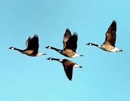 Avian Influenza (HPAI) and the fishermen 1 ducks
