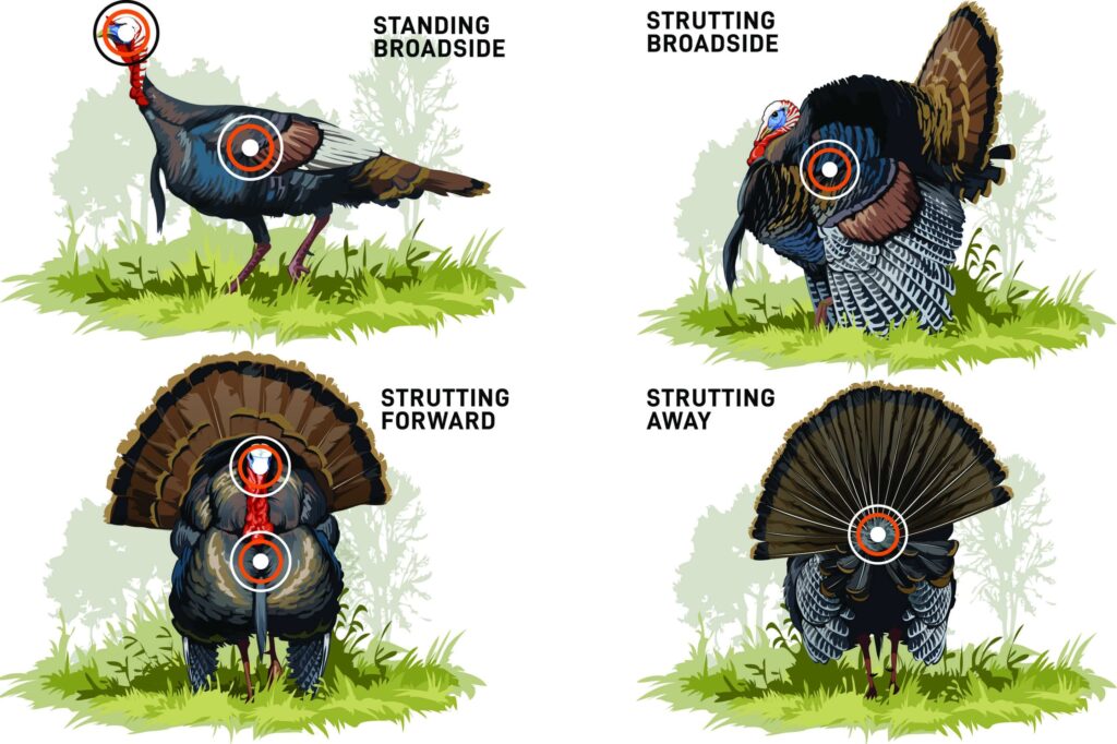 Best Broadheads for Turkey Hunting with a Bow: 2 Turkey shots