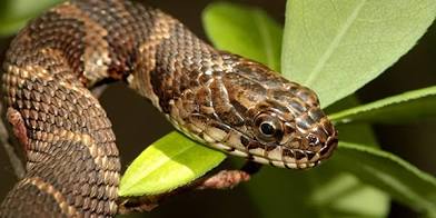 Northern Water Snake vs. Cottonmouth (Water Moccasin): Know the Difference 1